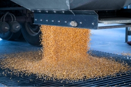 truck unloading grain
