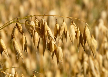 oats in field